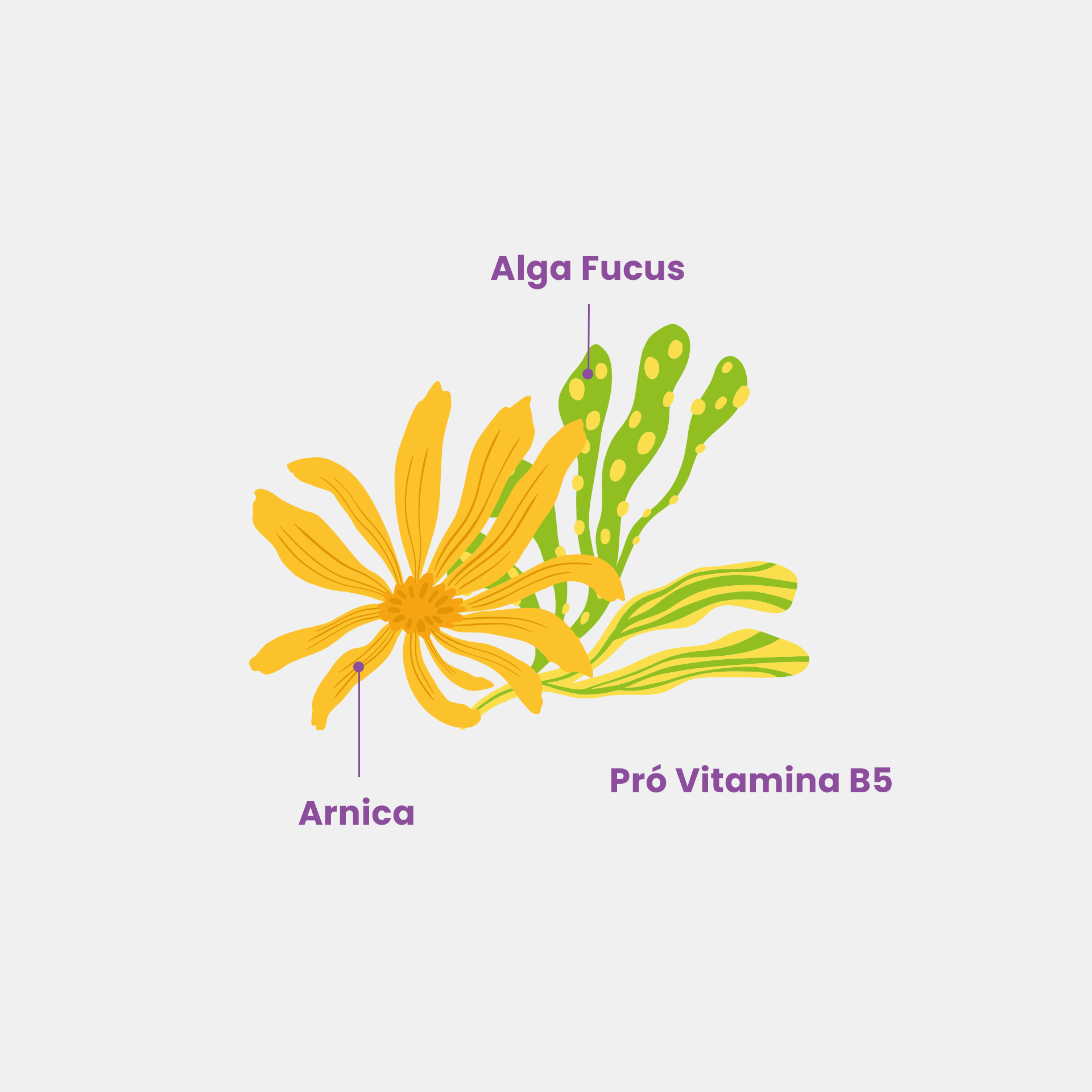 Esfrega Esfoliante de Banho com Alga Focus, Arnica e Pró Vitamina B5 para uma pele macia, hidratada e renovada.